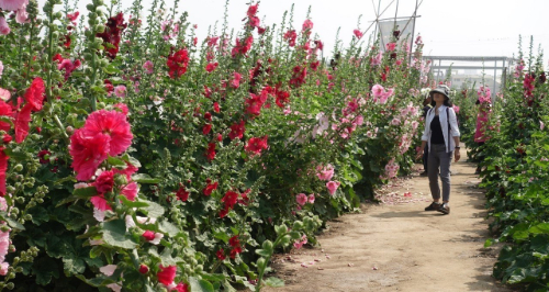 學甲蜀葵花