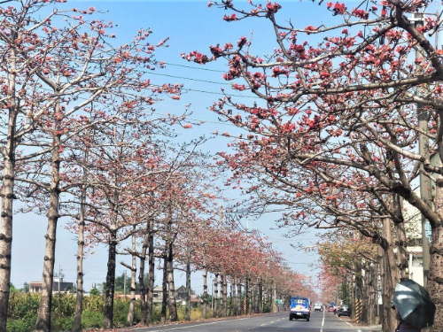 漚汪木棉花道